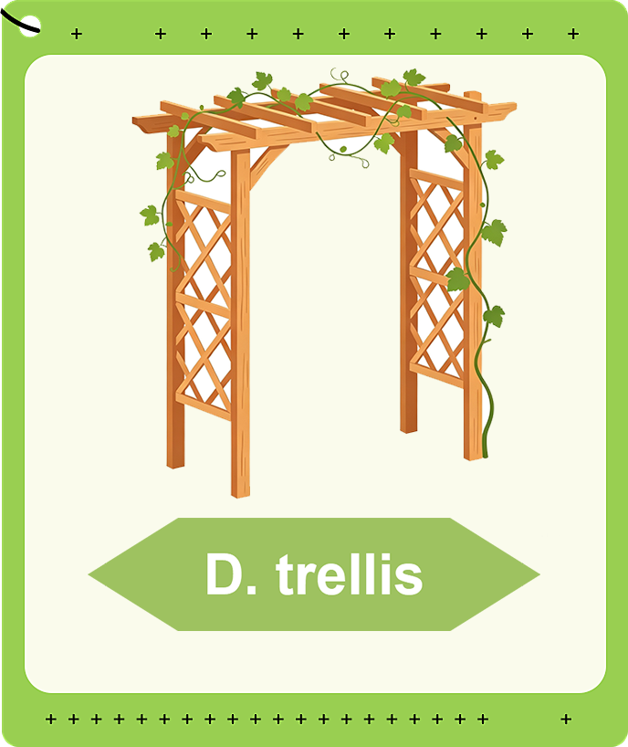 Trellis